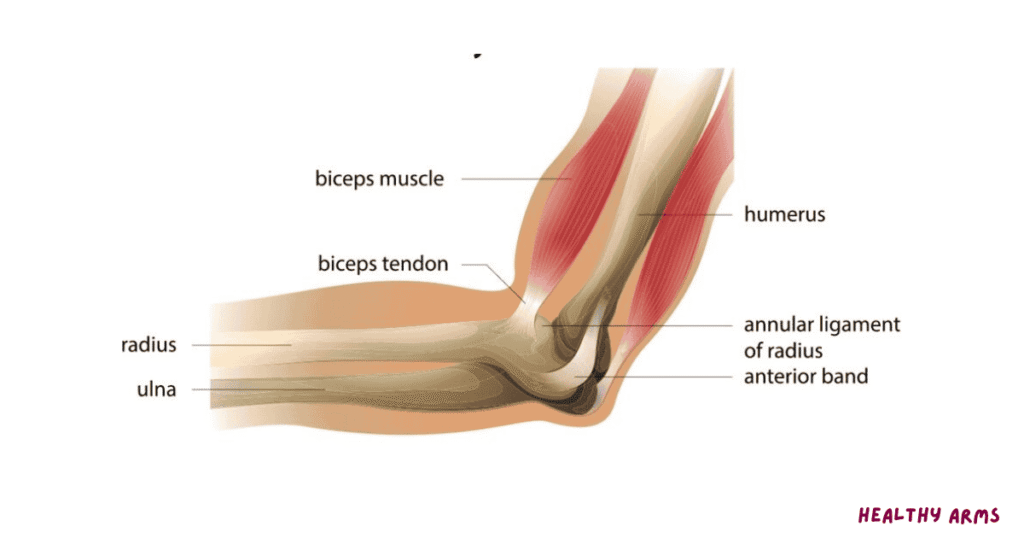 Muscles Arm diagram
