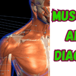 Muscles Arm diagram