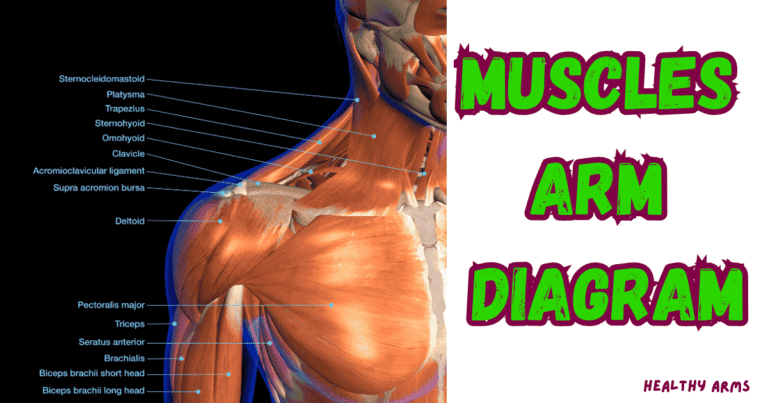 Muscles Arm diagram